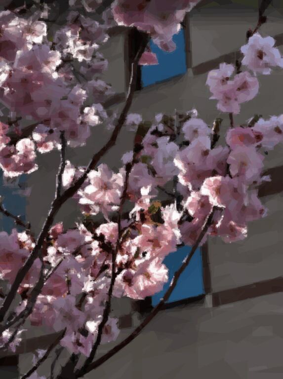 cherry_blossoms.gif